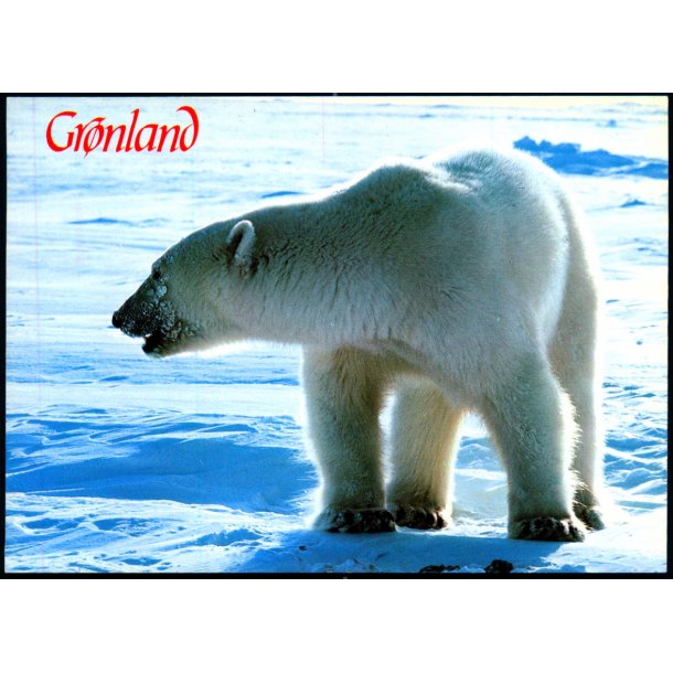 Isbjrn - Polar bear - Aune Forlag F. 9602 - Brugt