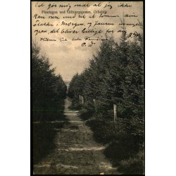 Plantagen ved Gilbjergstien - Gilleleje - V. T�rck 9 - brugt