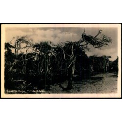 Tisvilde Hegn - Troldeskoven - Fotokort 57 - Brugt