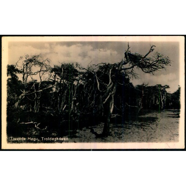 Tisvilde Hegn - Troldeskoven - Fotokort 57 - Brugt