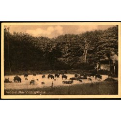 Vildsvin i Ravnholt Dyrehave - Dagmar Torn�e  66036 - Ubrugt