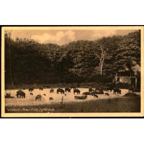 Vildsvin i Ravnholt Dyrehave - Dagmar Torn�e  66036 - Ubrugt