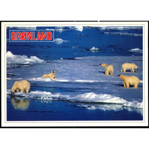 Isbjrner - Polar bears - Aune Forlag F. 13454 - Brugt