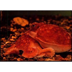 Esbjerg - Fra Salltvandsskvariet - Ottearmet bl�ksprutte - Fiskeri og S�fartsmuseet - u/n - Ubrugt