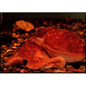 Esbjerg - Fra Salltvandsskvariet - Ottearmet bl�ksprutte - Fiskeri og S�fartsmuseet - u/n - Ubrugt