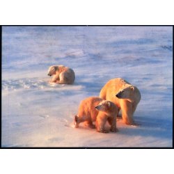 Isbjrnemor med unger - Post Greenland 124/99 - Brugt