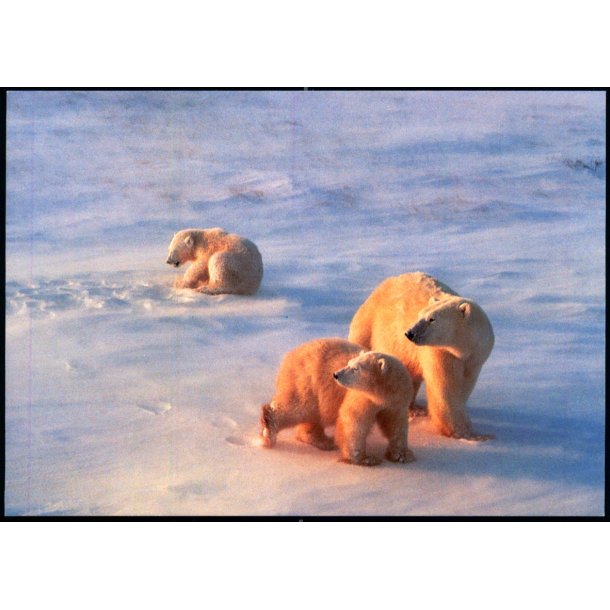 Isbjrnemor med unger - Post Greenland 124/99 - Brugt