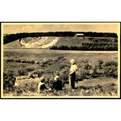 Vejby - Hanebjerg Plantage - H.H. 90068 - Ubrugt