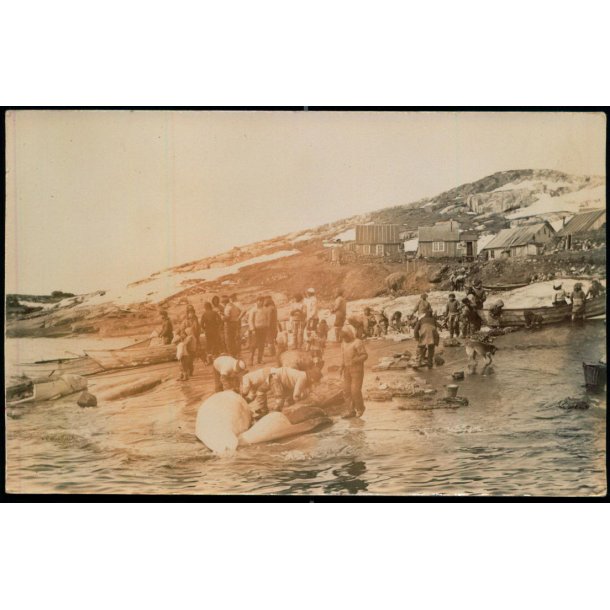 Grnland - Hvalfangst -  Fotokort u/n - Ubrugt