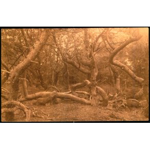 Troldeskoven - Tisvilde Hegn - u/n - Ubrugt