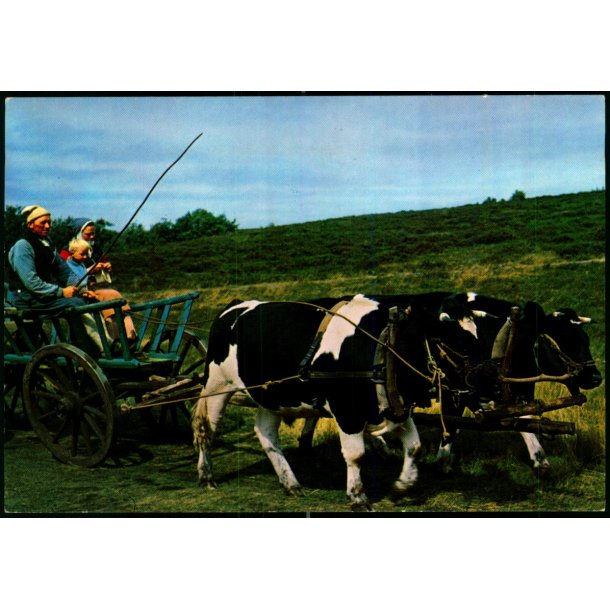 Hjerl Hede - Studek�rsel - Hjerl Fonden 520 - Ubrugt