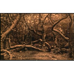 Troldeskoven - Tisvilde Hegn - S. Nielsen 4202 - Ubrugt