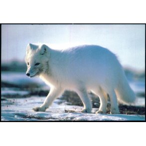 Polarrv - Grnlands Post 43/93 - Brugt