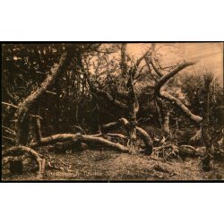 Troldeskoven - Tisvilde Hegn - S. Nielsen 58906 - Ubrugt