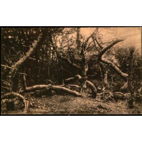 Troldeskoven - Tisvilde Hegn - S. Nielsen 58906 - Ubrugt