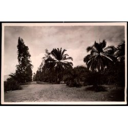 Congo Belge - Uvira - Une Avenue - Fotokort 3 - 1 - Ubrugt