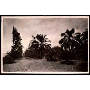 Congo Belge - Uvira - Une Avenue - Fotokort 3 - 1 - Ubrugt