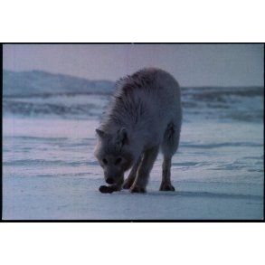 Polarulv - Grnlands Post 42/93 - Brugt