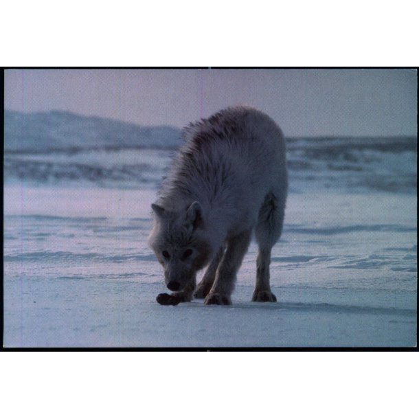 Polarulv - Grnlands Post 42/93 - Brugt