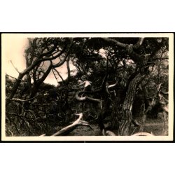 Tisvilde Hegn - Troldeskoven - Rudolf Olsen 197 - Ubrugt