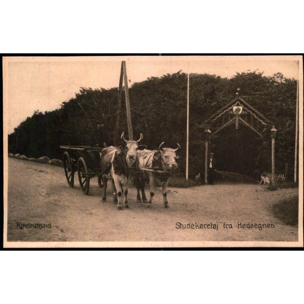 Ringk�bing - Studek�rsel fra Hedeegnen - Bollerups Bogh. 8361 - Brugt