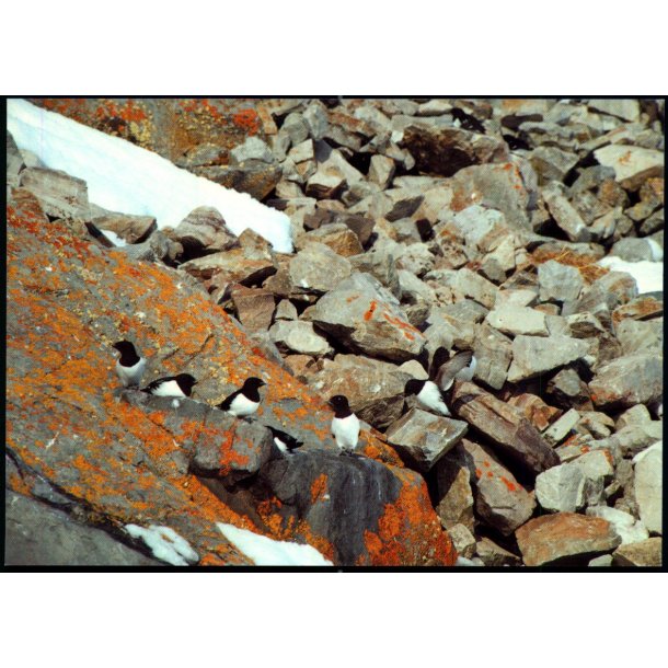 Qaanaaq - Thule - Brnlandske Brn u/n  - Ubrugt