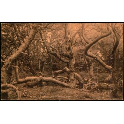 Troldeskoven - Tisvilde Hegn - S. Nielsen 43716 - Ubrugt