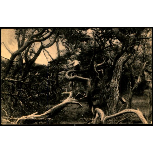 Tisvilde Hegn - Troldeskoven - Rudolf Olsen 5093 - Brugt