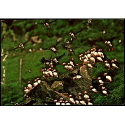 Lundar - Frerne - T. Andersen u/n - Ubrugt