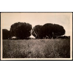 Congo Belge - Euphorbes - Fotokort 5 - 4 - Ubrugt