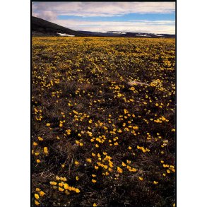 Field of Arctic Poppies at the Base - Thule Air Base - Greenland - Thule Photo 11 - Ubrugt