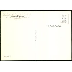 Field of Arctic Poppies at the Base - Thule Air Base - Greenland - Thule Photo 11 - Ubrugt