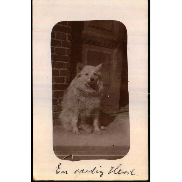 Firh�j - Fotokort u/n - Ubrugt