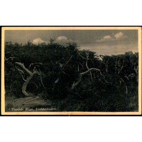 Tisvilde Hegn - Troldeskoven - Rudolf Olsen  9284 - Ubrugt