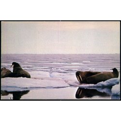 Sovende Hvalrosser - Fraling Offset u/n - Brugt