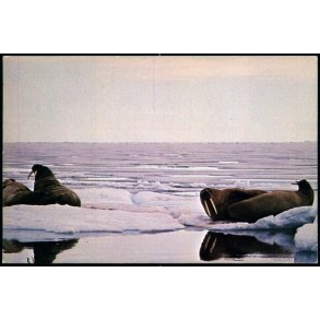 Sovende Hvalrosser - Fraling Offset u/n - Brugt