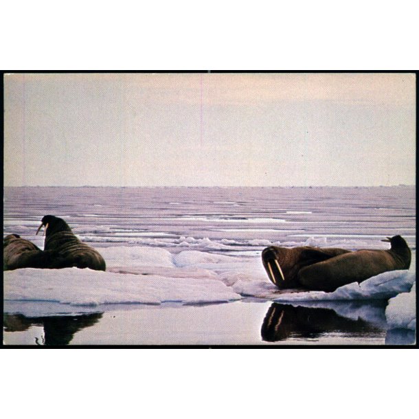 Sovende Hvalrosser - Fraling Offset u/n - Brugt