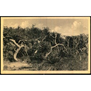 Tisvilde Hegn - Troldeskoven - Rudolf Olsen  2 - Ubrugt