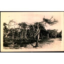 Tisvilde Hegn - Troldeskoven - Fotokort u/n - Brugt