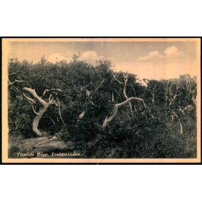 Tisvilde Hegn - Troldeskoven - Rudolf Olsen  9284 - Ubrugt