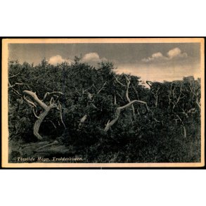 Tisvilde Hegn - Troldeskoven - Rudolf Olsen 9284 - Ubrugt