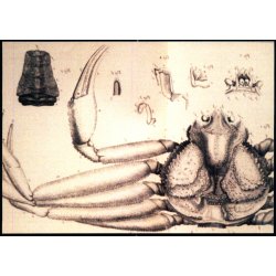 Den store grnlandske krabbe - Grnlands Post 39/93 - Ubrugt