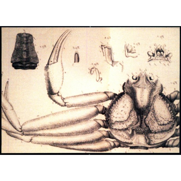 Den store grnlandske krabbe - Grnlands Post 39/93 - Ubrugt