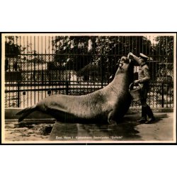 Zoologisk Have i Kbenhavn - Selefanten "Goliath" - Zoo u/n - Brugt - Har vret klbet op !