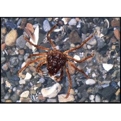 Sandkrabbe - Grnlands Post 40/93 - Ubrugt