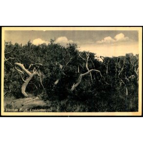 Tisvilde Hegn - Troldeskoven - Rudolf Olsen  9284 - Brugt