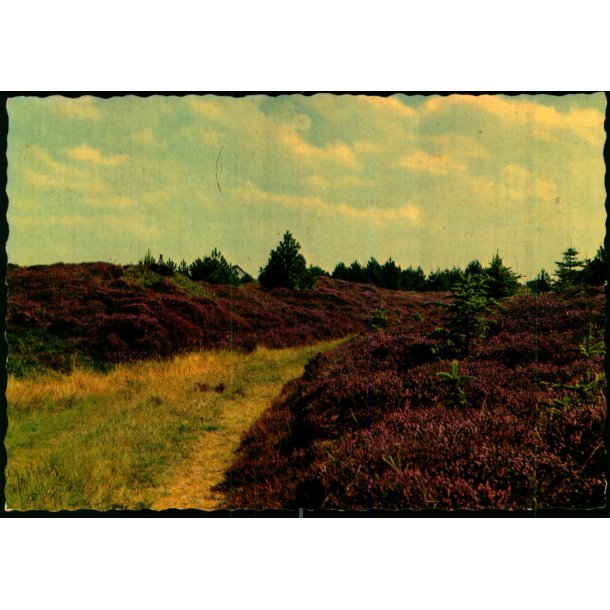 Dansk Hedeselskab - Stender 40 905/12  - Brugt