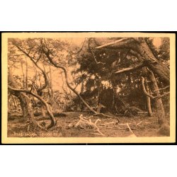 Trolde Skoven - Tisvilde Hegn - A. Jensens Bogh. 60375 - Ubrugt