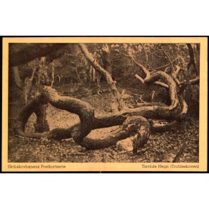 Tisvilde Hegn - Troldeskoven - Gribskovbanens Postkortserie u/n - Ubrugt
