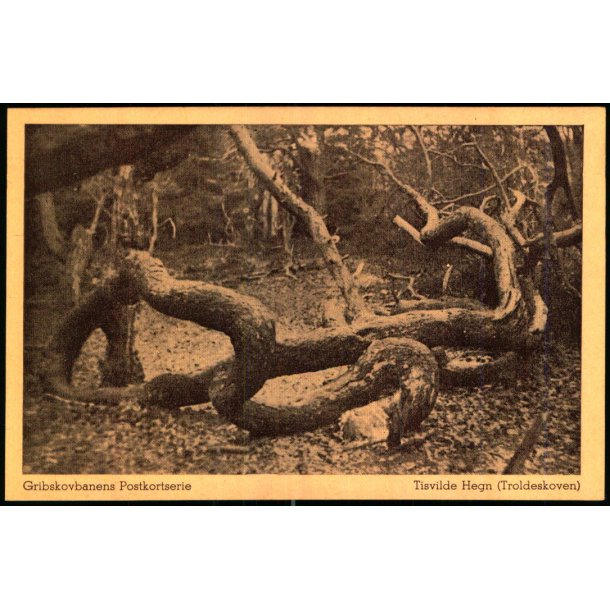 Tisvilde Hegn - Troldeskoven - Gribskovbanens Postkortserie u/n - Ubrugt